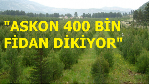 ASKON 400 BİN FİDAN DİKİYOR