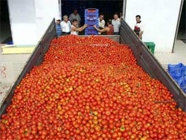 Avrupa'nın krizi Türk domatesine yaradı