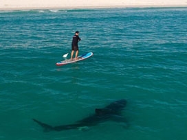 Avustralya'da 2. köpekbalığı saldırısı