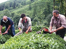 Çay üreticisine 147 milyon TL'lik  destek
