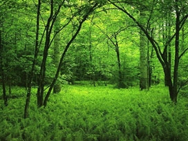 Çin'de 300 milyon yıllık orman bulundu