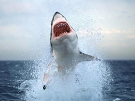 G.Afrika'da köpek balığı bir sörfçüyü öldürdü