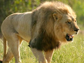 Nijerya'da aslan 2 çobanı öldürdü