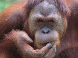 Orangutanlara teşekkür için özel gösterim